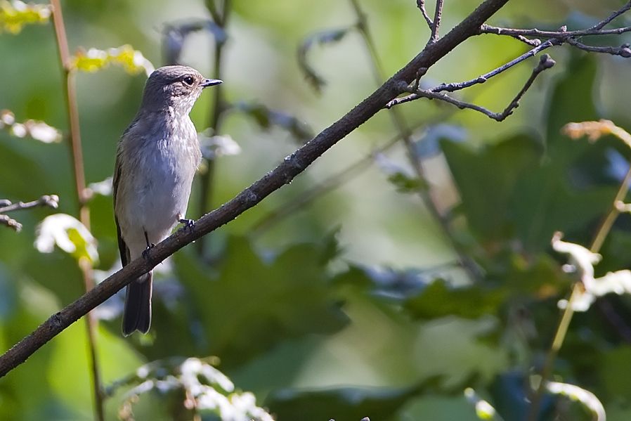Spotted Flycatcher
