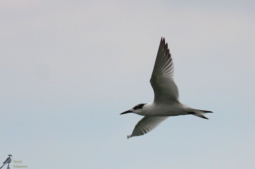 Sandwich Tern