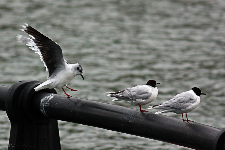 Little Gull