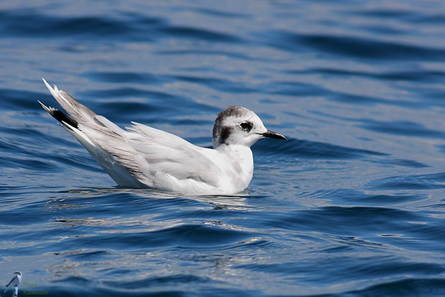 Little Gull