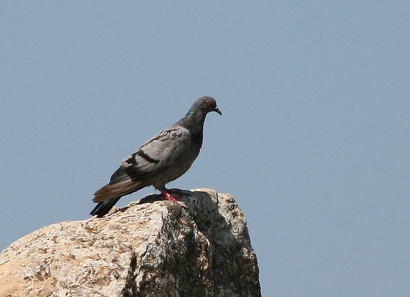 Kaya Güvercini