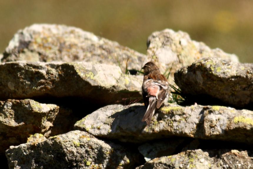 Sarıgagalı Ketenkuşu
