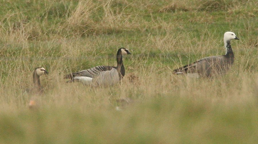 Barnacle Goose