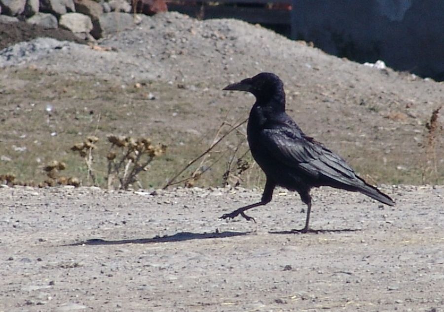 Ekin Kargası