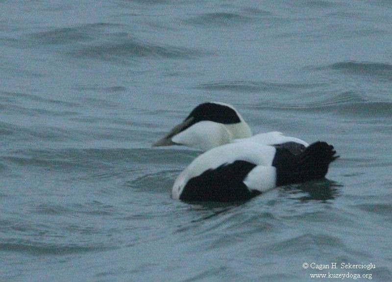 Common Eider