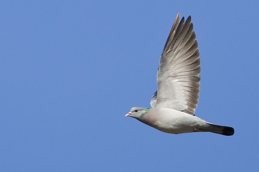 Stock Dove