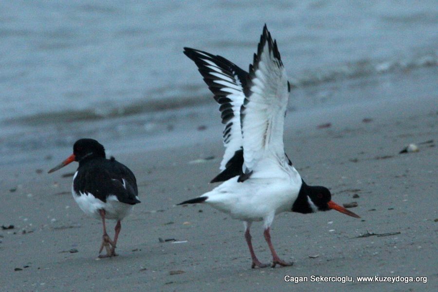 Eurasian Oystercatcher