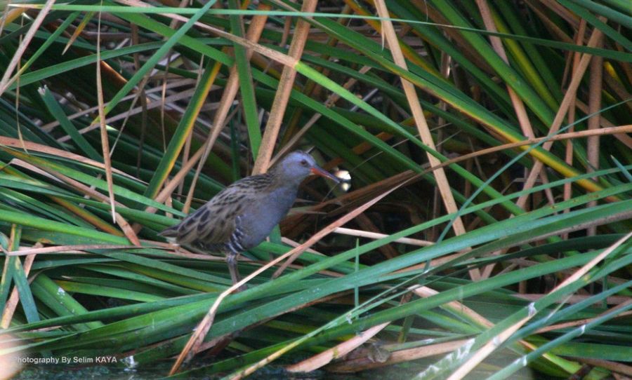 Water Rail