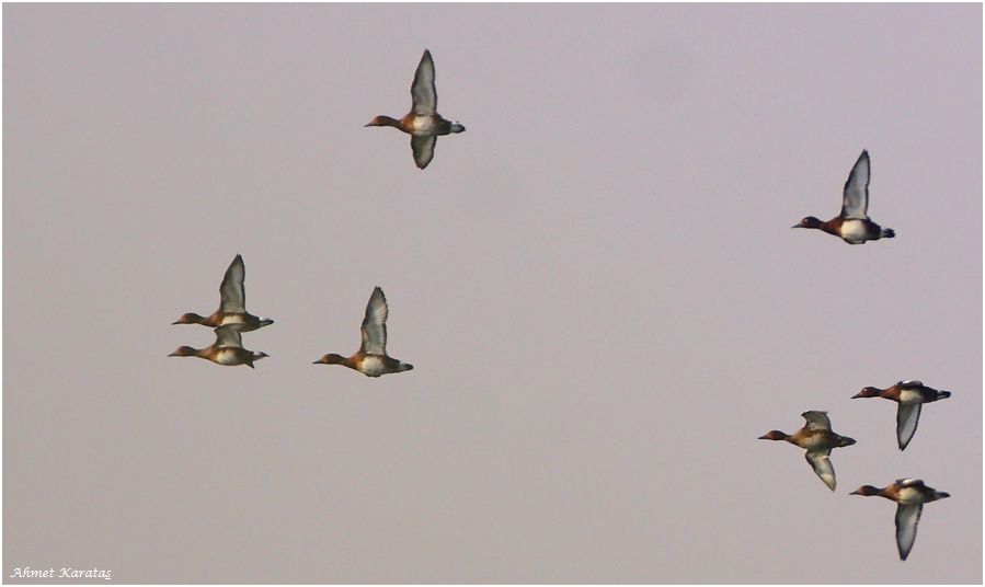 Ferruginous Duck