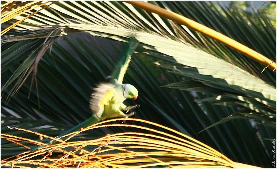 Rose-ringed Parakeet