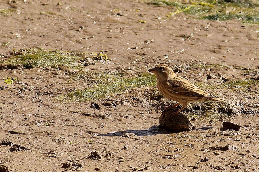 Rock Sparrow
