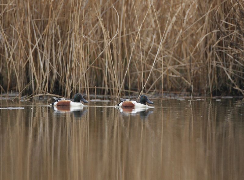 Northern Shoveler