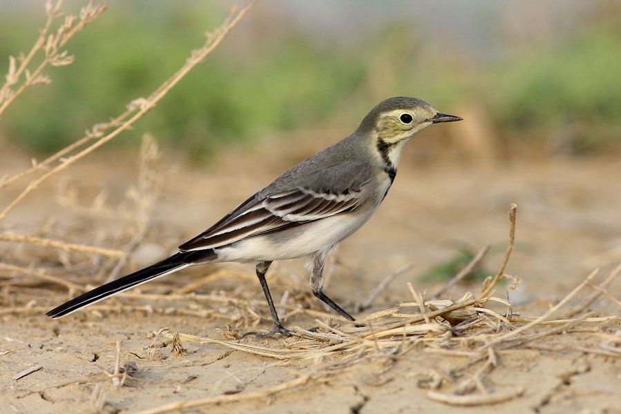 White Wagtail