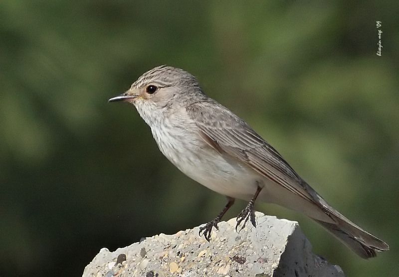 Spotted Flycatcher