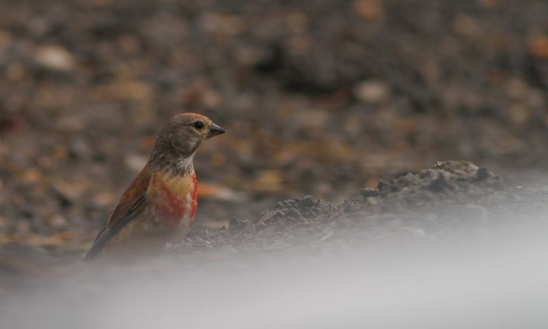 Common Linnet