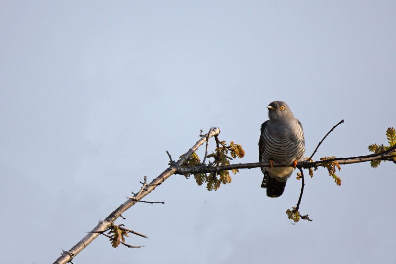 Common Cuckoo