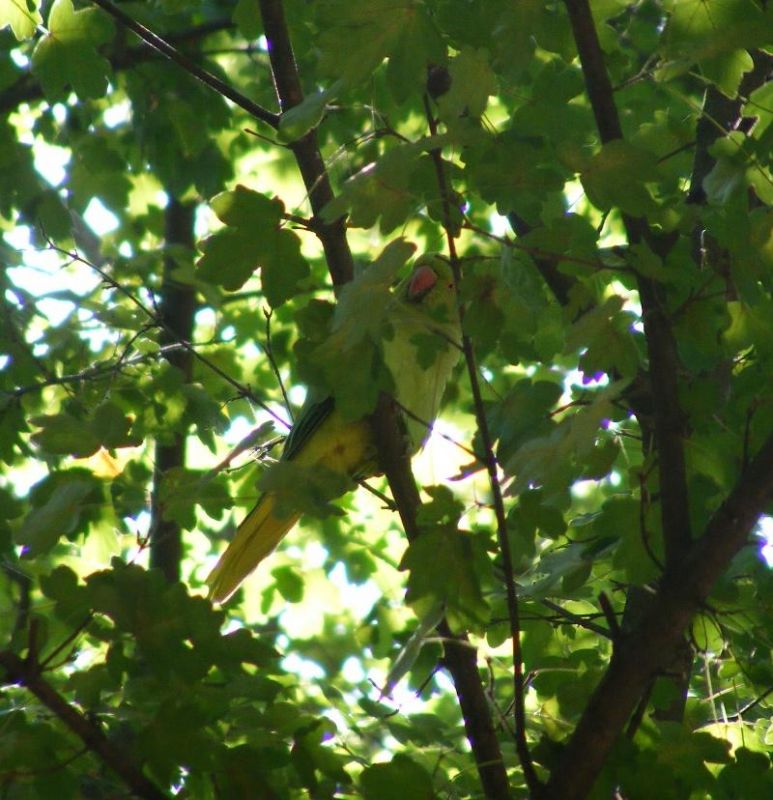 Rose-ringed Parakeet