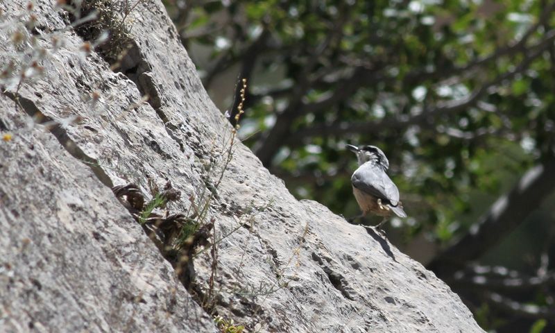 Western Rock Nuthatch