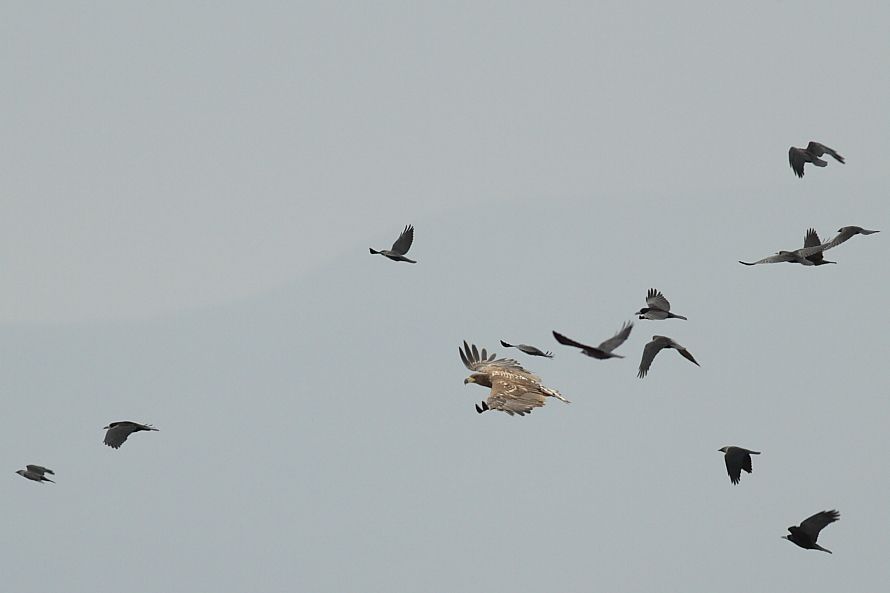 White-tailed Eagle