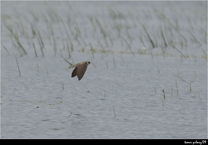 Sand Martin