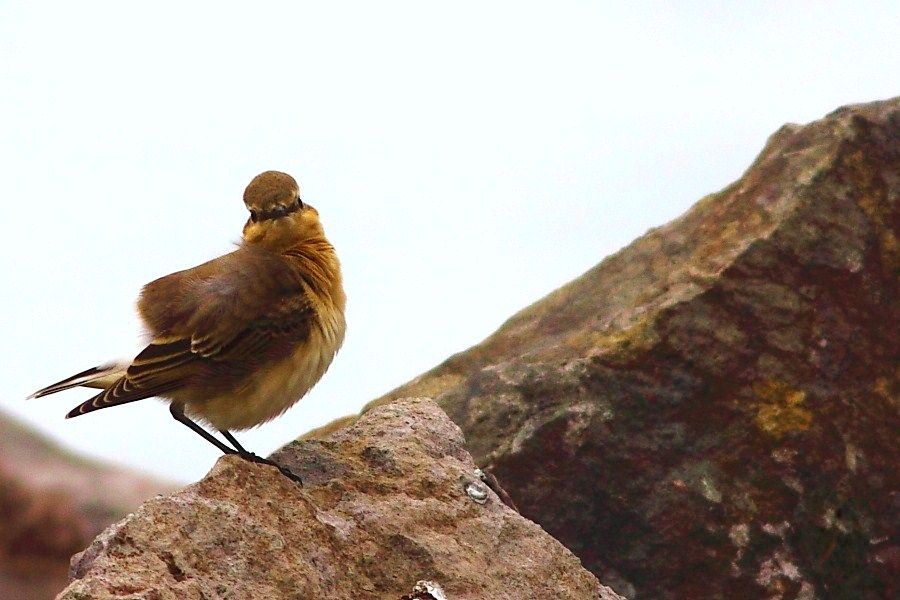 Northern Wheatear