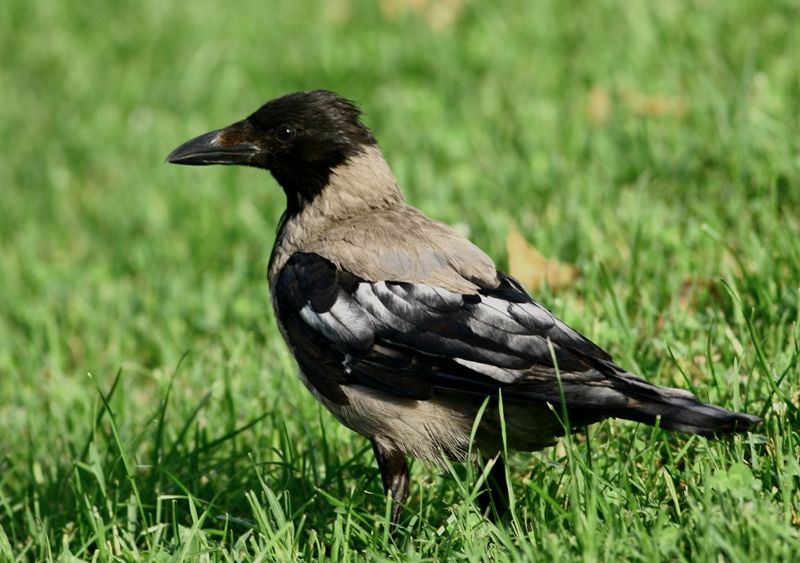 Hooded Crow