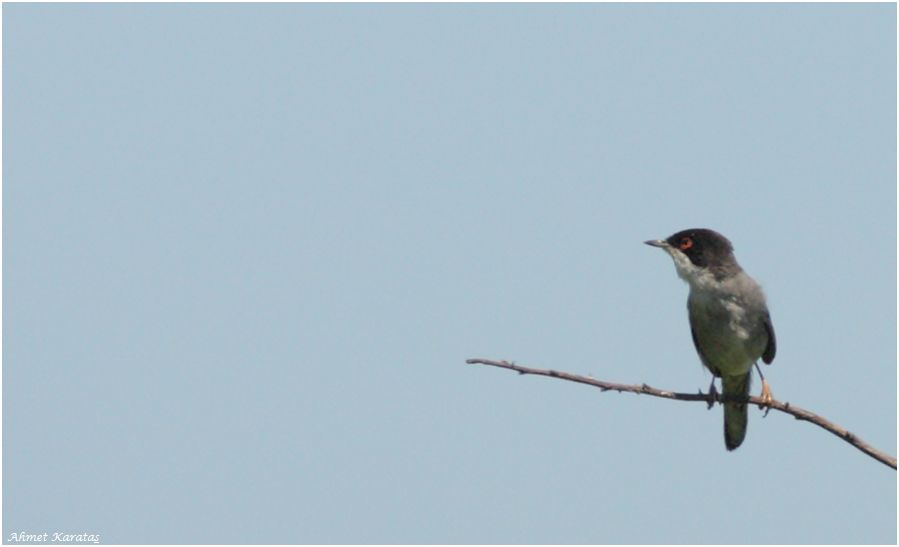 Sardinian Warbler