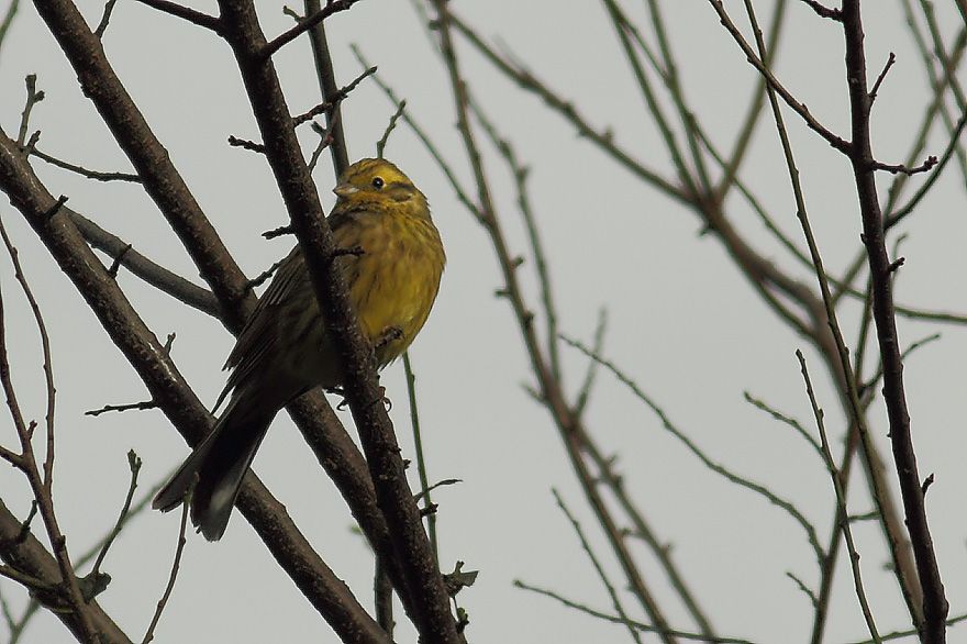 Yellowhammer