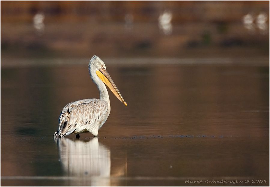 Dalmatian Pelican