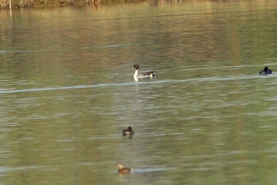 Northern Pintail