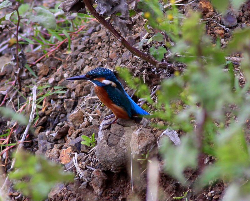 Common Kingfisher
