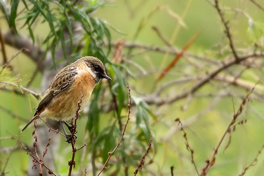 European Stonechat