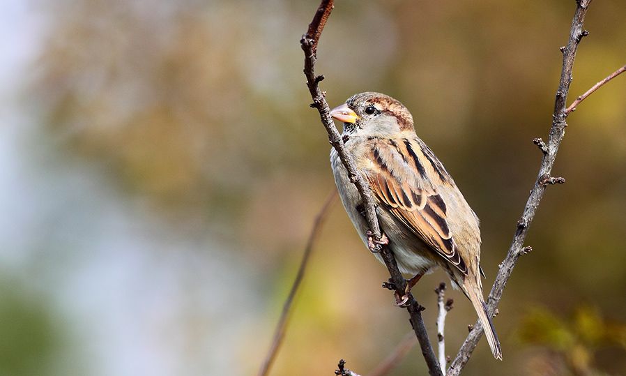 House Sparrow