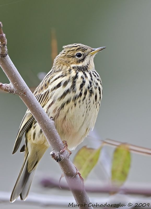Meadow Pipit