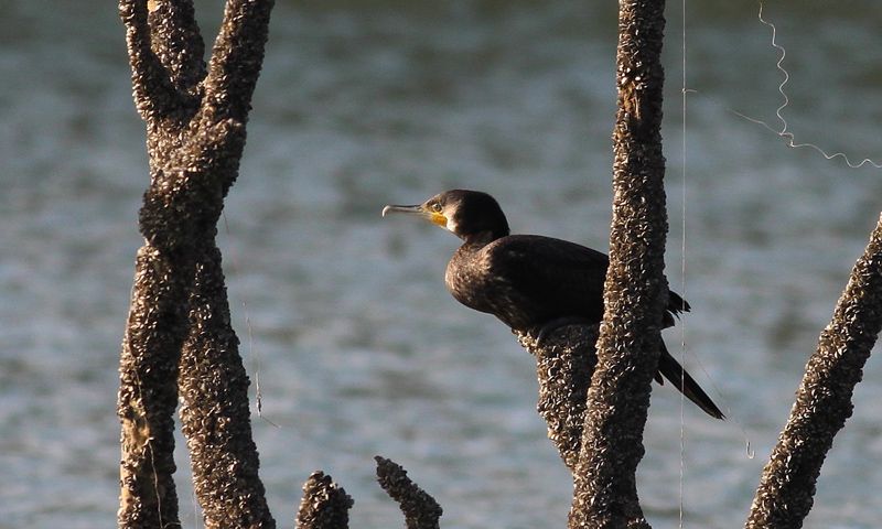 Great Cormorant