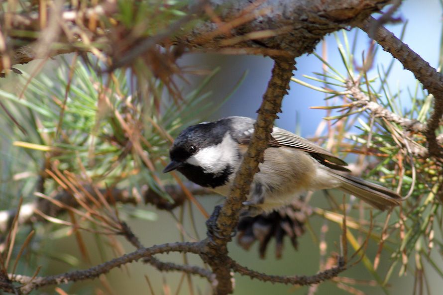Coal Tit