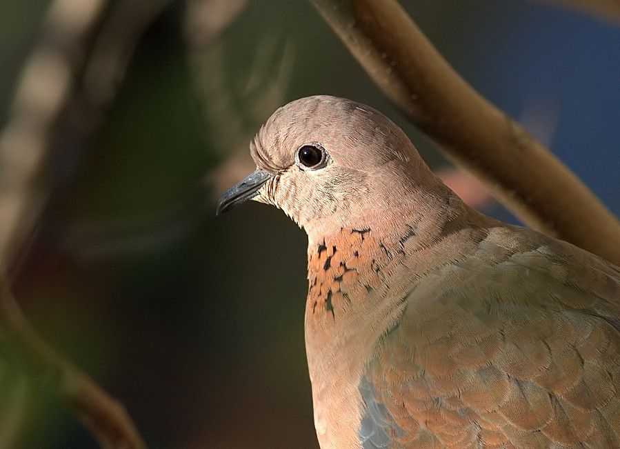 Laughing Dove