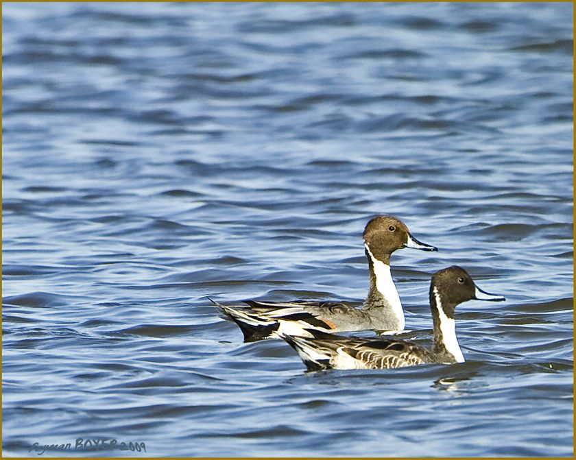 Northern Pintail
