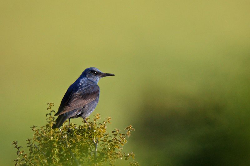 Blue Rock Thrush