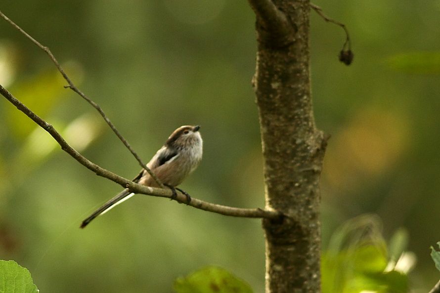 Long-tailed Tit