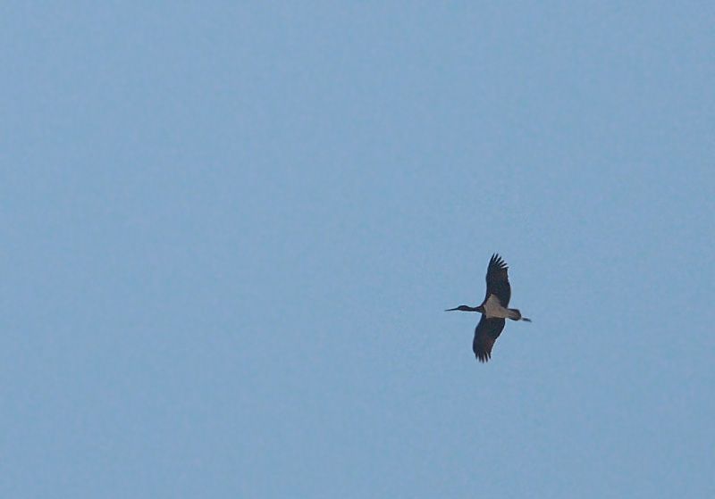 Black Stork