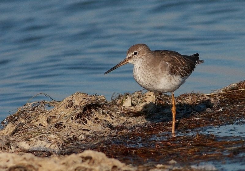 Common Redshank