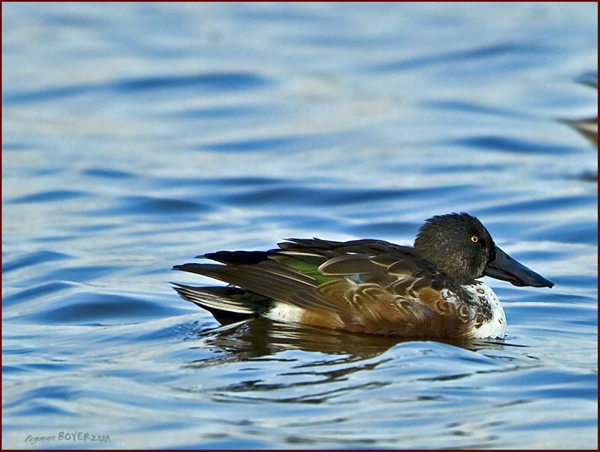 Northern Shoveler