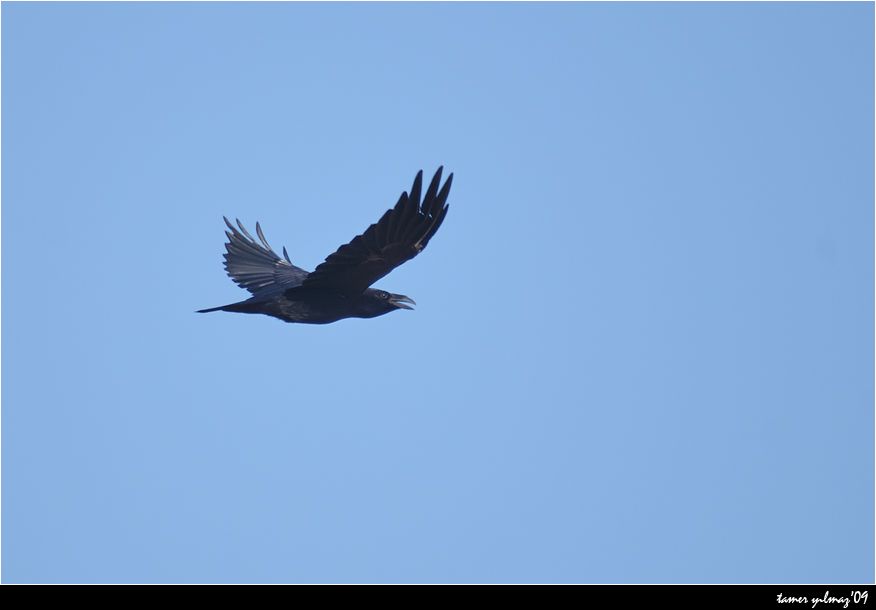 Northern Raven