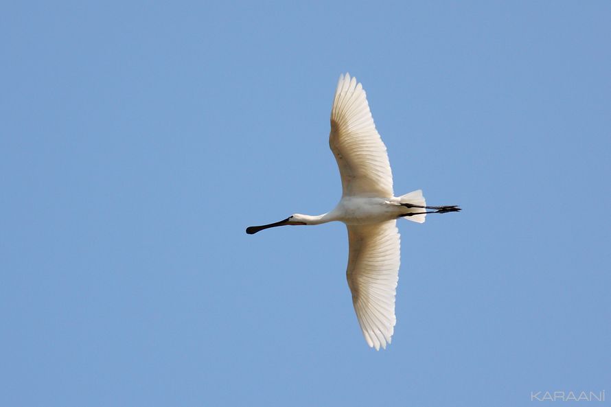 Eurasian Spoonbill