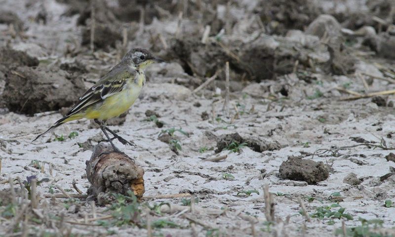 Western Yellow Wagtail