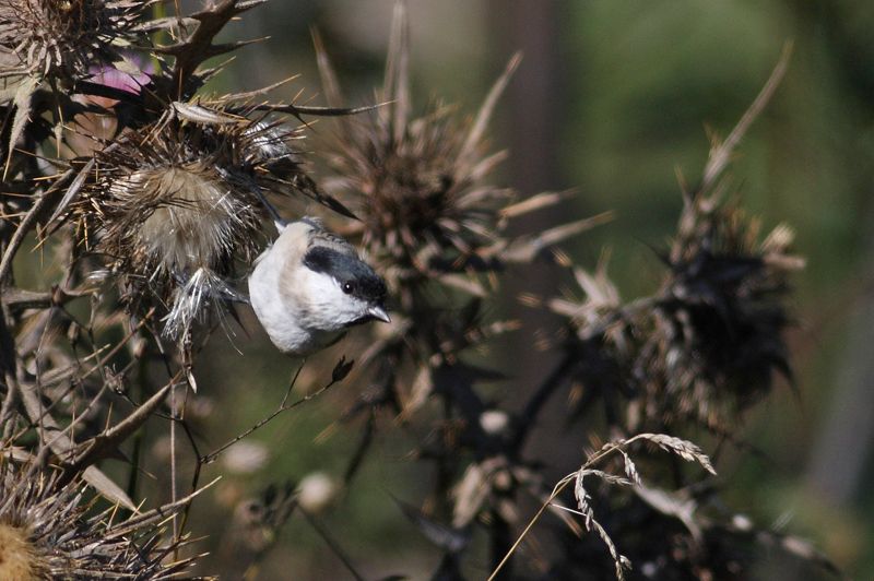 Marsh Tit