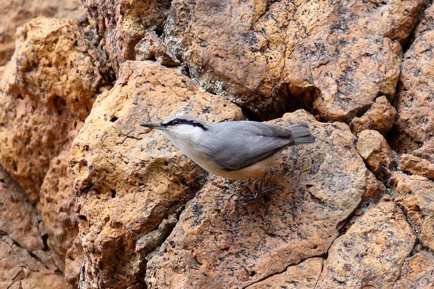 Western Rock Nuthatch