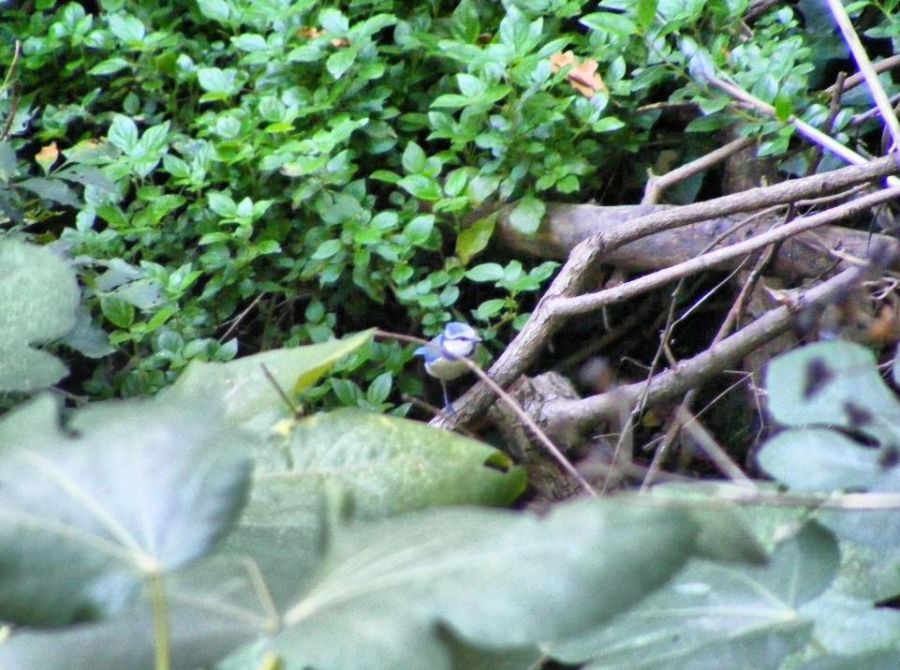 Eurasian Blue Tit