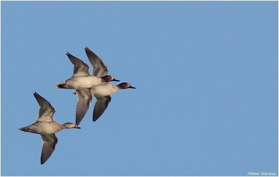 Eurasian Teal
